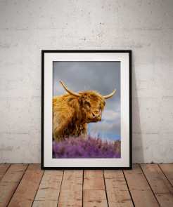 To buy a print or any of the below please click on the images